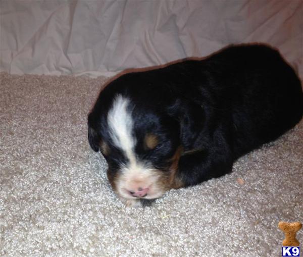 Bernese Mountain Dog