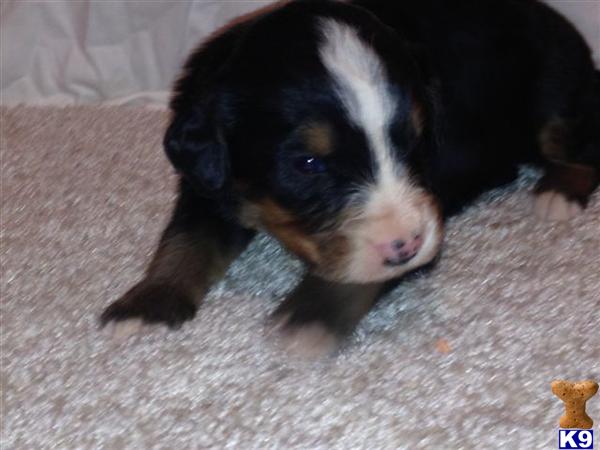 Bernese Mountain Dog