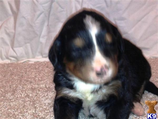 Bernese Mountain Dog