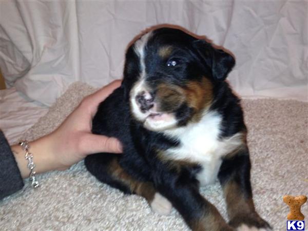 Bernese Mountain Dog