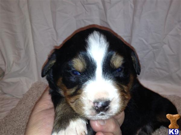 Bernese Mountain Dog