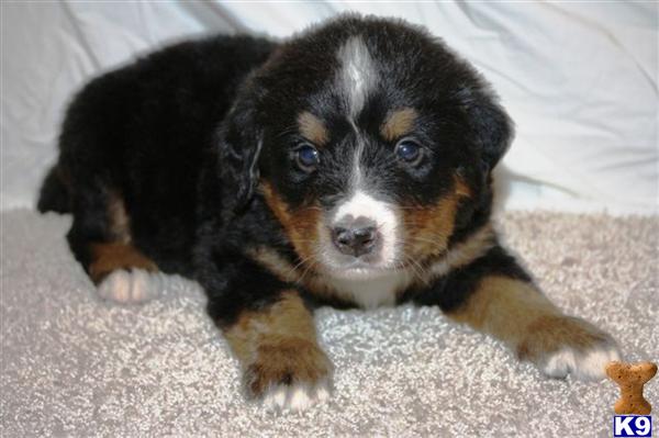 Bernese Mountain Dog