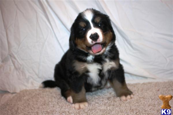 Bernese Mountain Dog