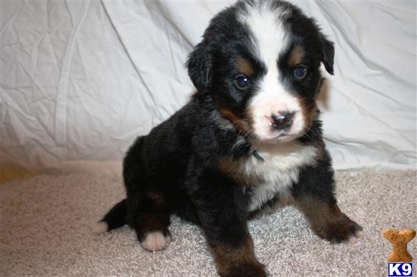 Bernese Mountain Dog