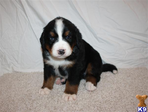 Bernese Mountain Dog