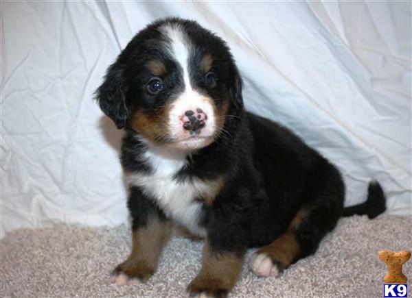 Bernese Mountain Dog