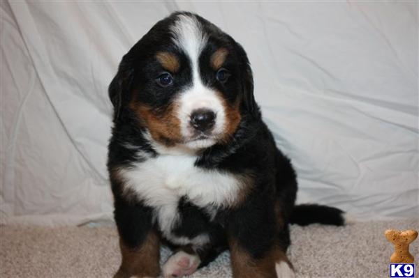 Bernese Mountain Dog