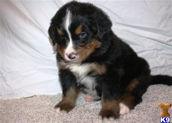 Bernese Mountain Dog