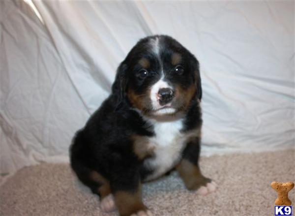 Bernese Mountain Dog