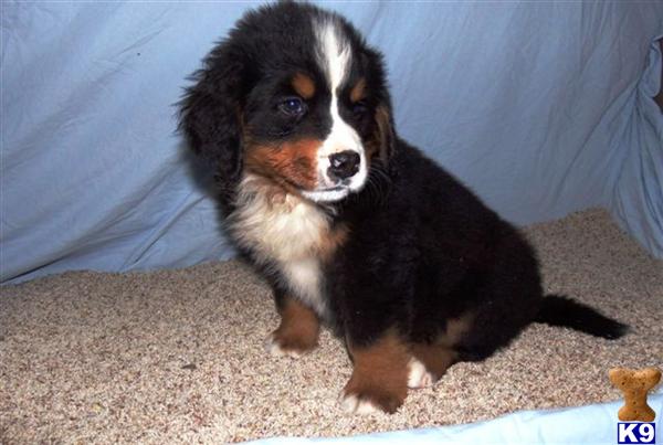 Bernese Mountain Dog