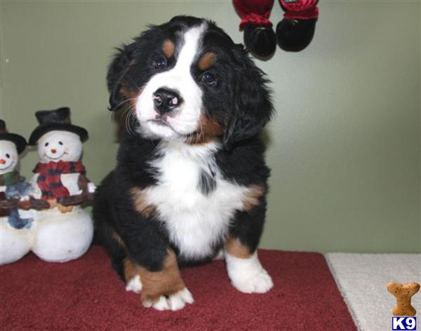 Bernese Mountain Dog