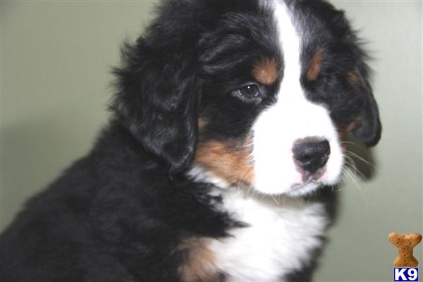 Bernese Mountain Dog