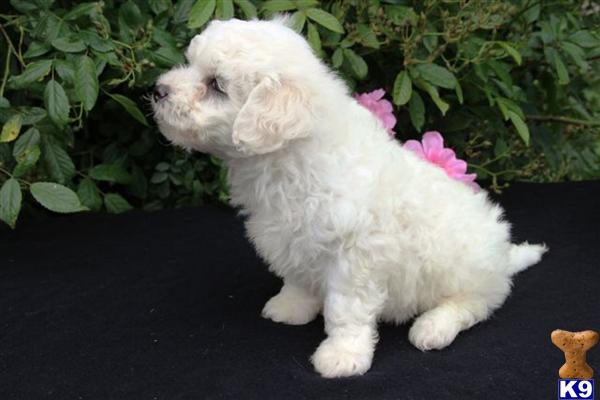 Bichon Frise