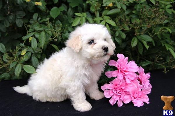 Bichon Frise