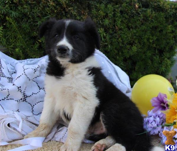 Border Collie