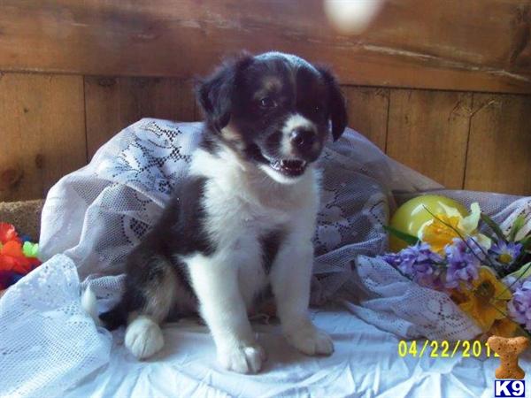 Border Collie