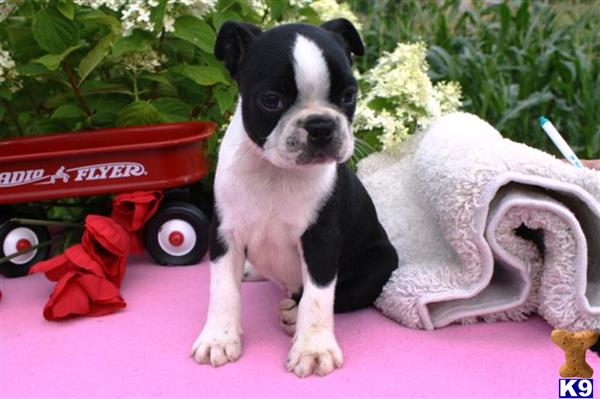 Boston Terrier