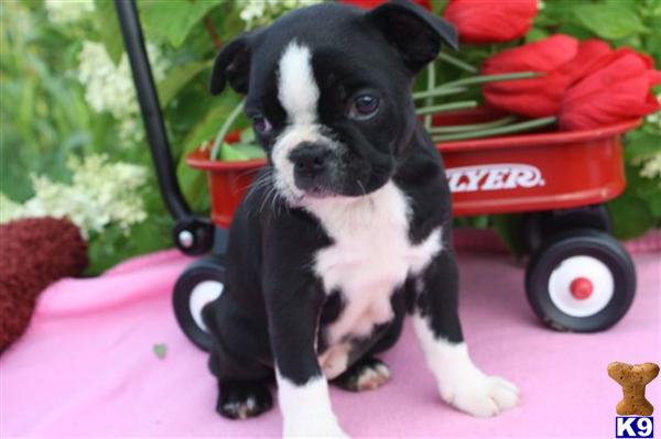 Boston Terrier