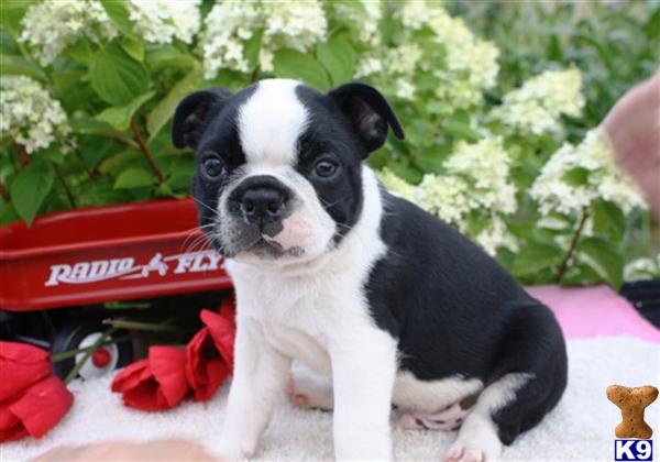 Boston Terrier