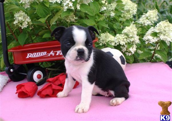 Boston Terrier