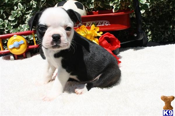 Boston Terrier