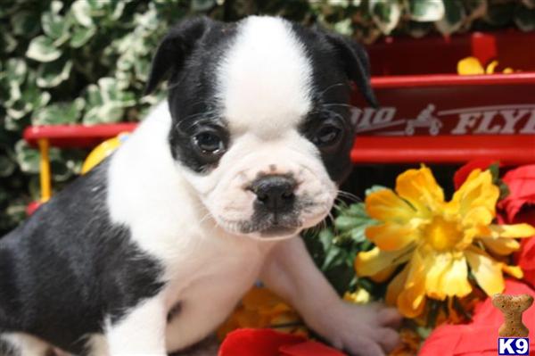 Boston Terrier