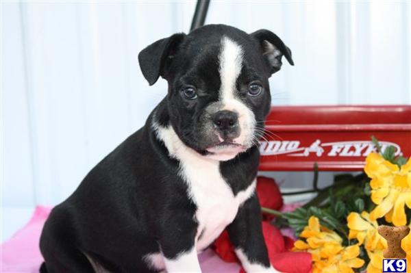 Boston Terrier