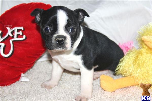 Boston Terrier