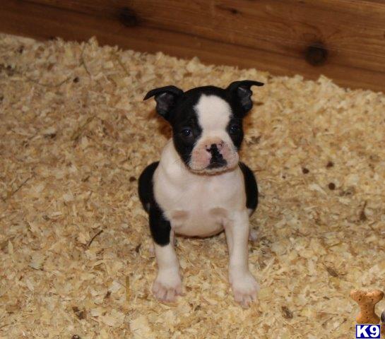 Boston Terrier