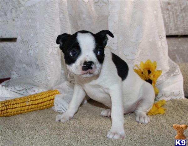 Boston Terrier