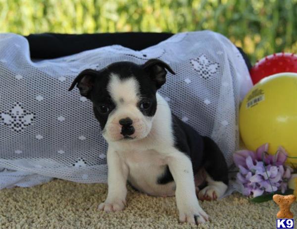 Boston Terrier