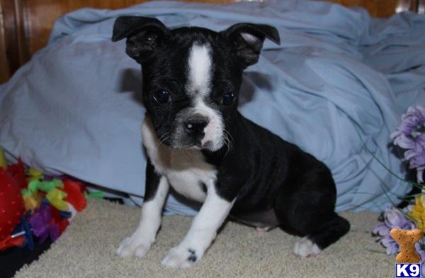 boston terrier puppy posted by rbowman472