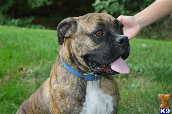 Boxer dog