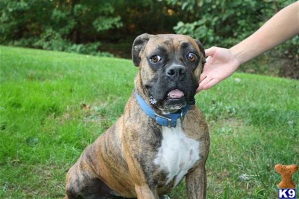 Boxer dog