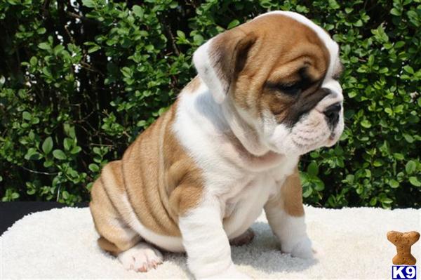 Bulldog