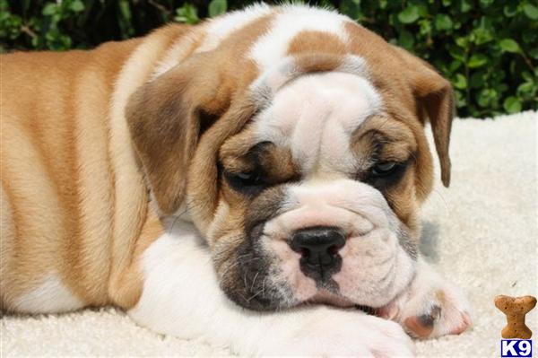 Bulldog