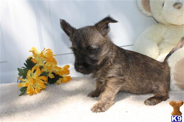 Cairn Terrier