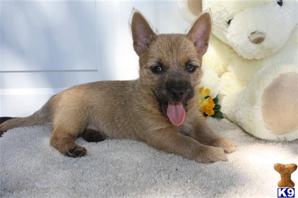 Cairn Terrier