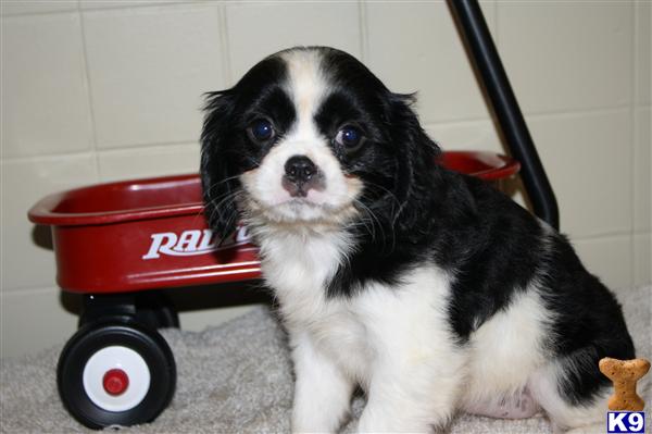 Cavalier King Charles Spaniel