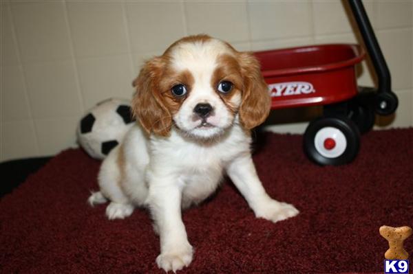 Cavalier King Charles Spaniel