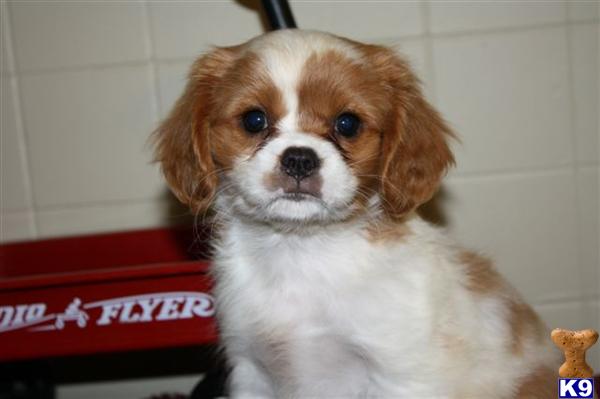 Cavalier King Charles Spaniel