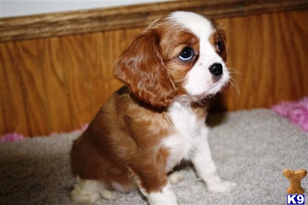 Cavalier King Charles Spaniel