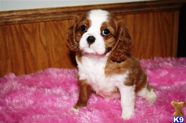 Cavalier King Charles Spaniel