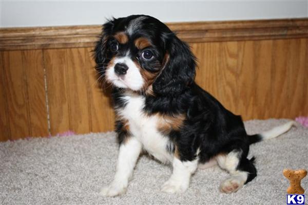 Cavalier King Charles Spaniel