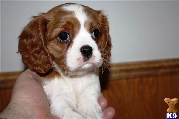 Cavalier King Charles Spaniel