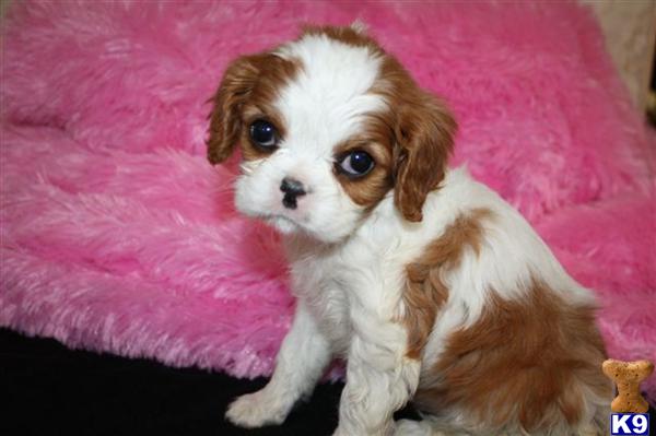 Cavalier King Charles Spaniel