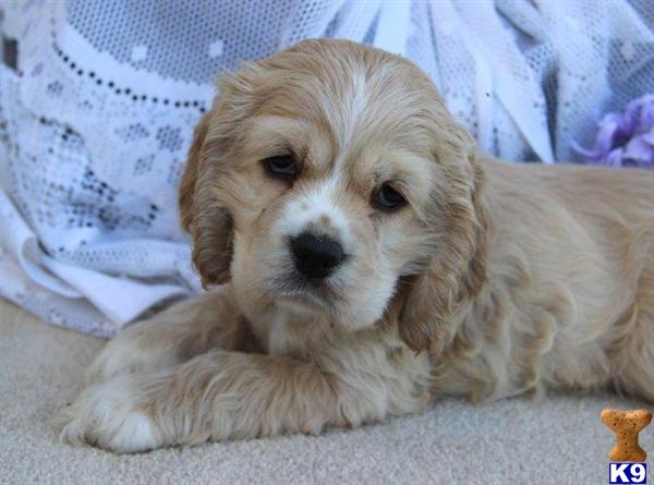 Cocker Spaniel