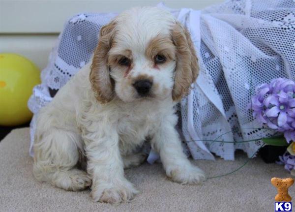 Cocker Spaniel