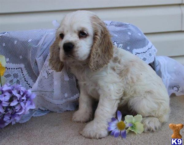 Cocker Spaniel