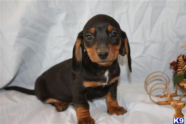 Dachshund